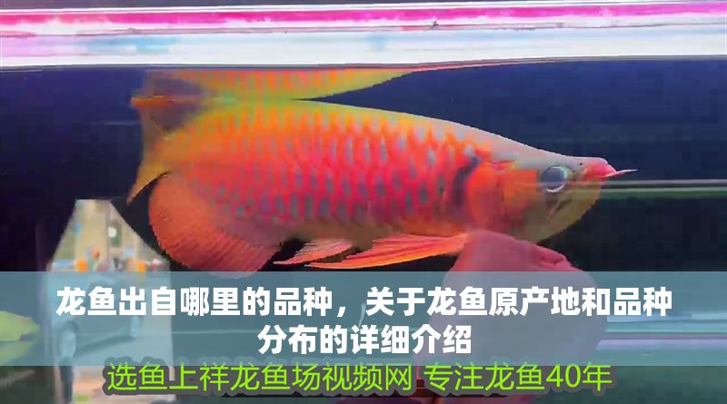 龍魚出自哪里的品種，關(guān)于龍魚原產(chǎn)地和品種分布的詳細(xì)介紹 龍魚出自哪里的品種，關(guān)于龍魚原產(chǎn)地和品種分布的詳細(xì)介紹 龍魚百科 第2張