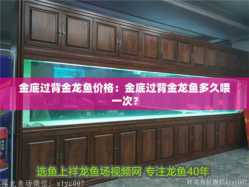 金底過背金龍魚價格：金底過背金龍魚多久喂一次？