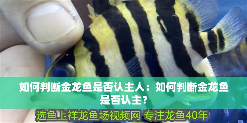 如何判斷金龍魚是否認(rèn)主人：如何判斷金龍魚是否認(rèn)主？