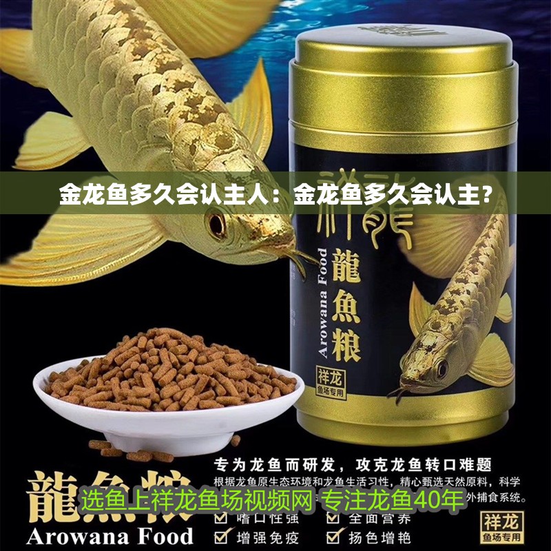 金龍魚多久會認主人：金龍魚多久會認主？