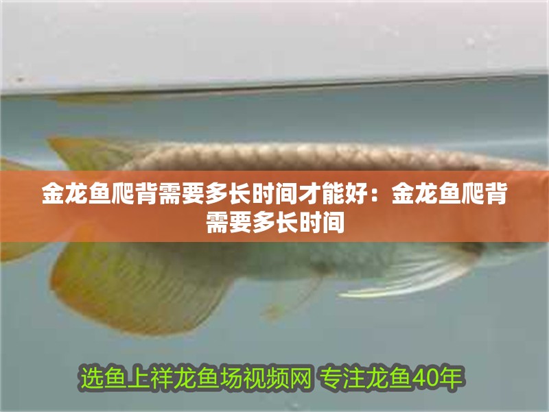 金龍魚爬背需要多長時間才能好：金龍魚爬背需要多長時間