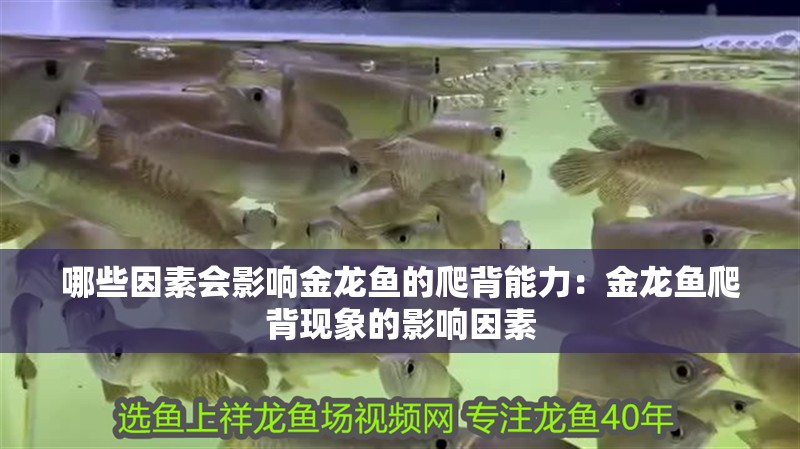 哪些因素會影響金龍魚的爬背能力：金龍魚爬背現象的影響因素
