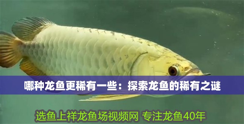 哪種龍魚更稀有一些：探索龍魚的稀有之謎