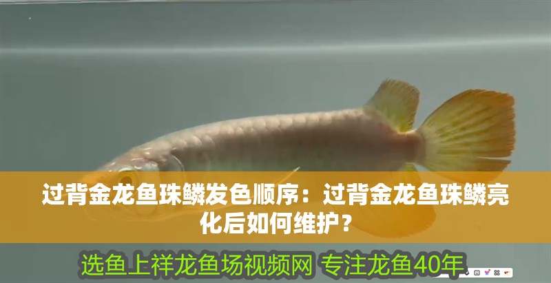 過背金龍魚珠鱗發色順序：過背金龍魚珠鱗亮化后如何維護？