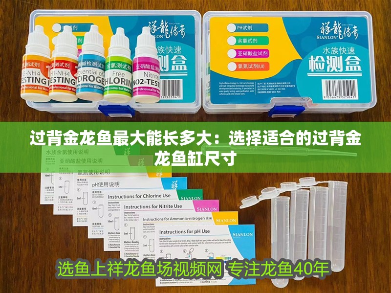 過背金龍魚最大能長多大：選擇適合的過背金龍魚缸尺寸