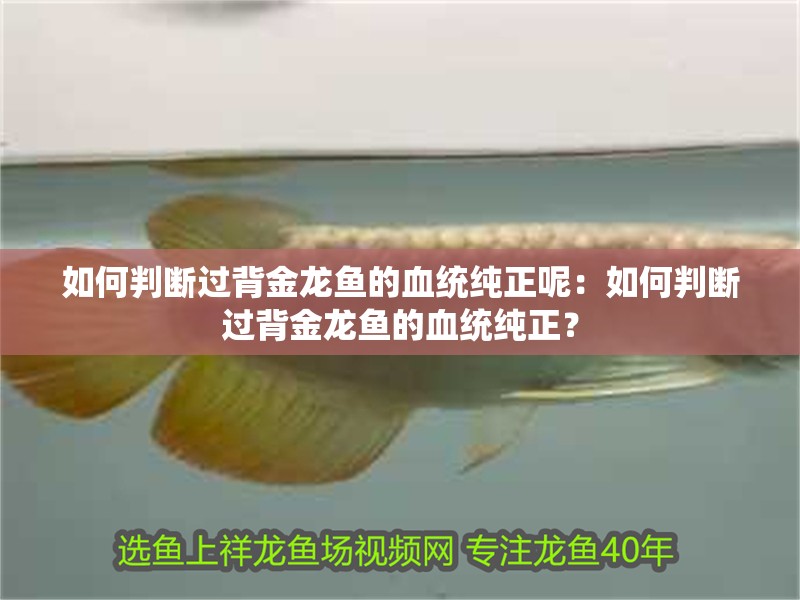 如何判斷過背金龍魚的血統純正呢：如何判斷過背金龍魚的血統純正？ 如何判斷過背金龍魚的血統純正呢：如何判斷過背金龍魚的血統純正？ 水族問答