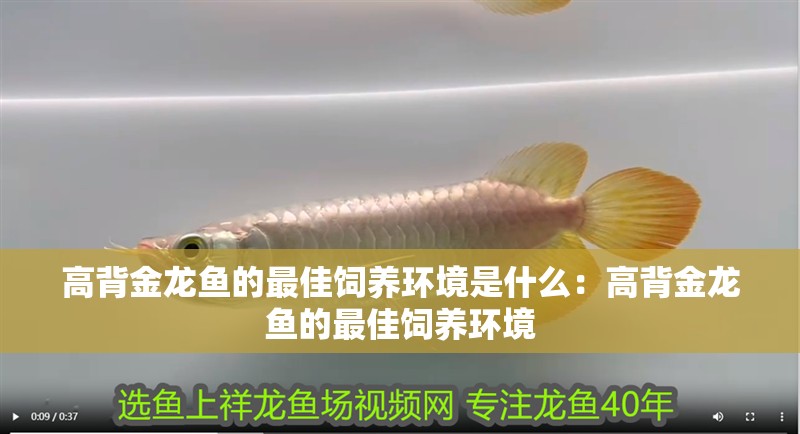 高背金龍魚的最佳飼養環境是什么：高背金龍魚的最佳飼養環境