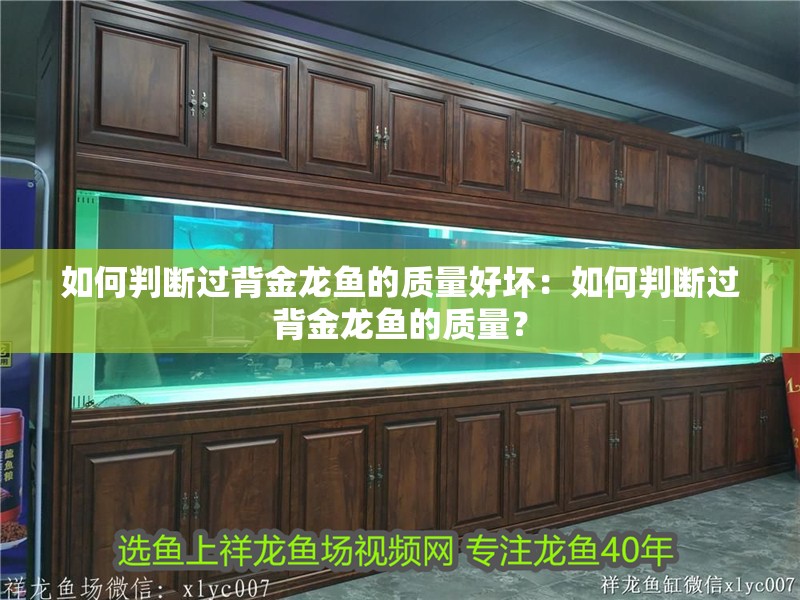 如何判斷過背金龍魚的質量好壞：如何判斷過背金龍魚的質量？