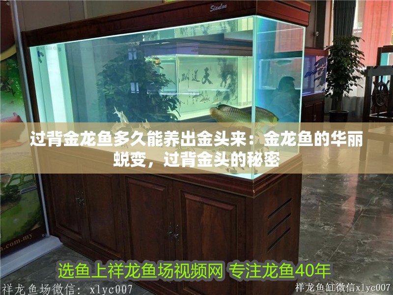 過背金龍魚多久能養出金頭來：金龍魚的華麗蛻變，過背金頭的秘密