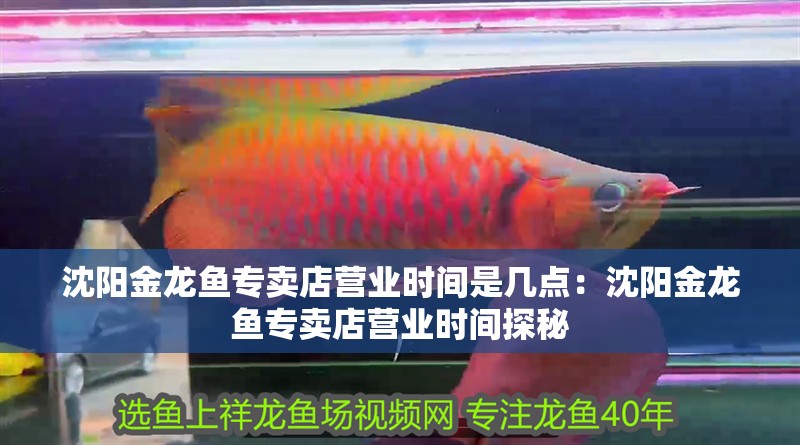 沈陽金龍魚專賣店營業時間是幾點：沈陽金龍魚專賣店營業時間探秘