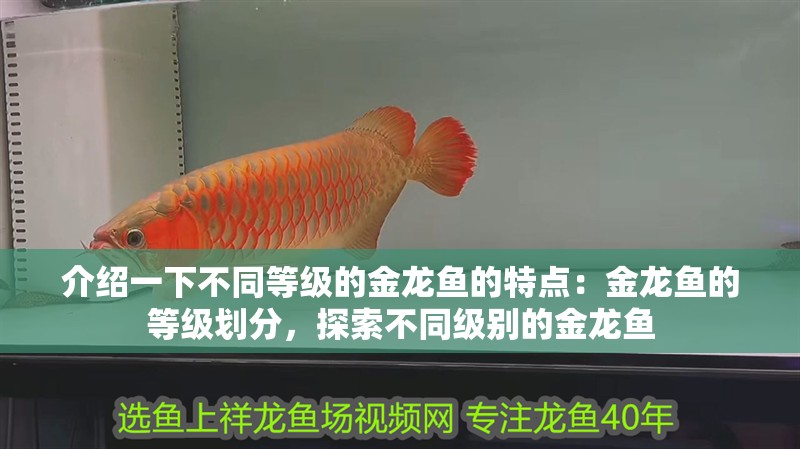 介紹一下不同等級的金龍魚的特點：金龍魚的等級劃分，探索不同級別的金龍魚