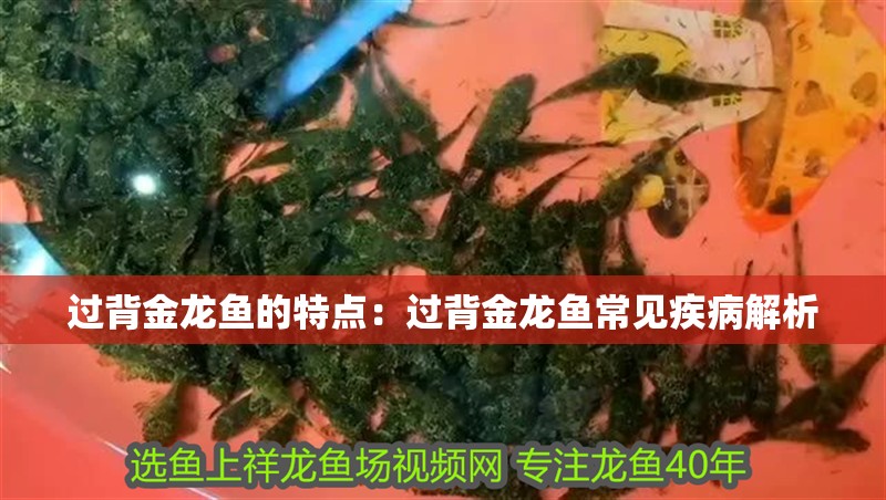 過背金龍魚的特點：過背金龍魚常見疾病解析