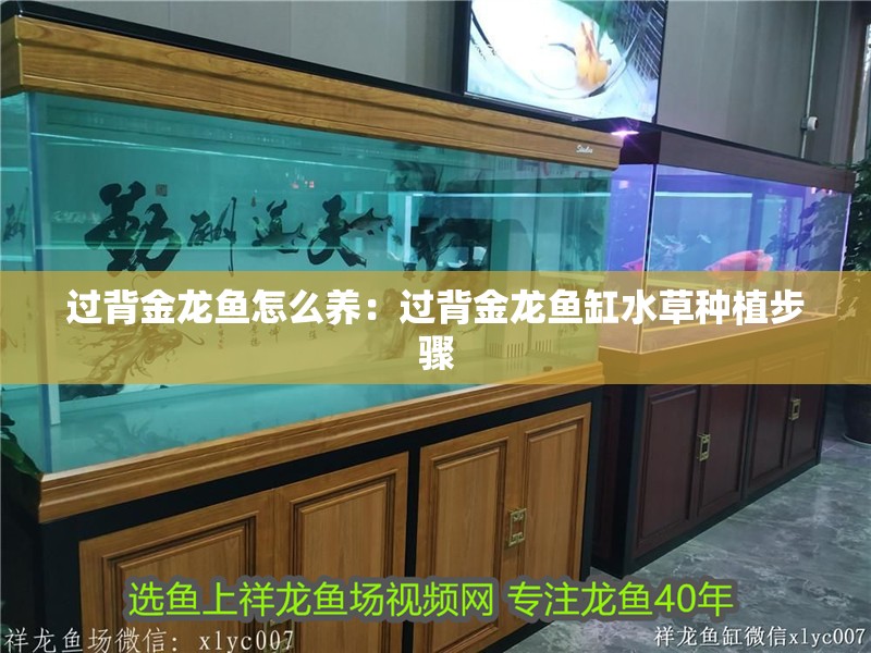 過背金龍魚怎么養：過背金龍魚缸水草種植步驟