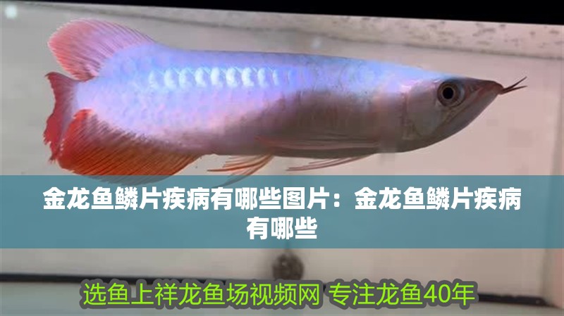 金龍魚鱗片疾病有哪些圖片：金龍魚鱗片疾病有哪些
