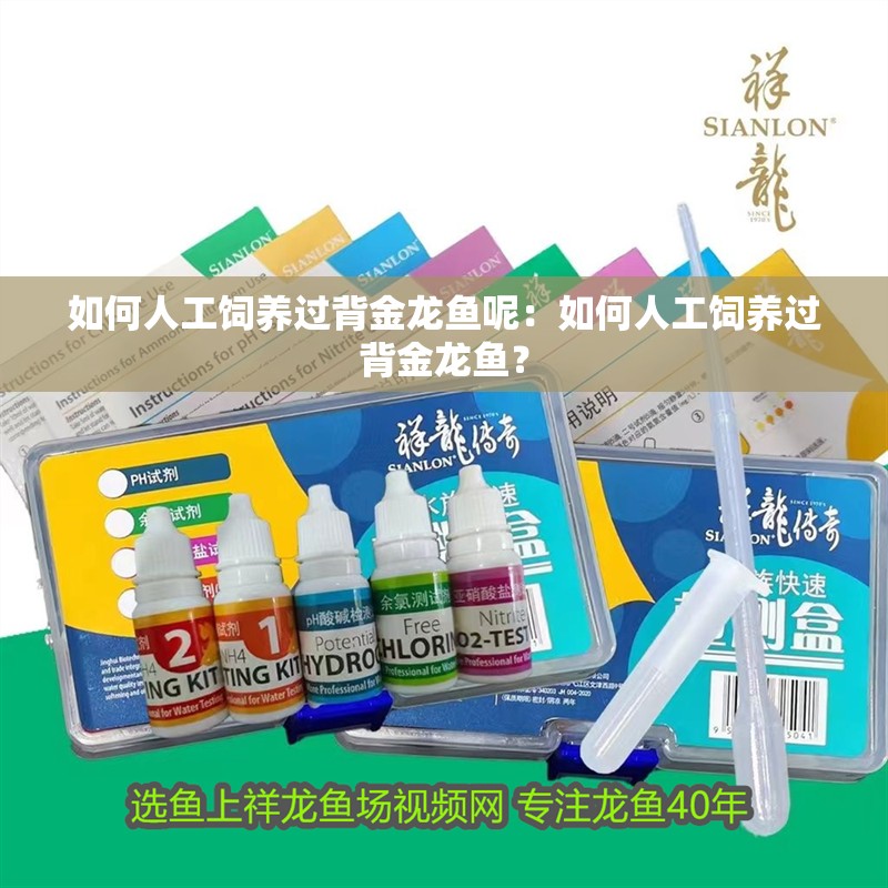 如何人工飼養過背金龍魚呢：如何人工飼養過背金龍魚？