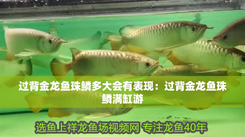過背金龍魚珠鱗多大會有表現：過背金龍魚珠鱗滿缸游