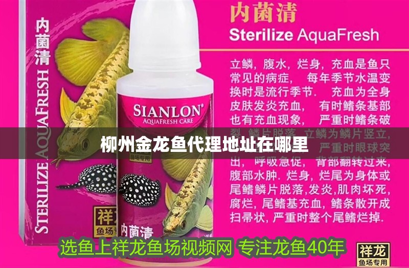<strong><mark>柳州</mark></strong>金龍魚代理地址在哪里