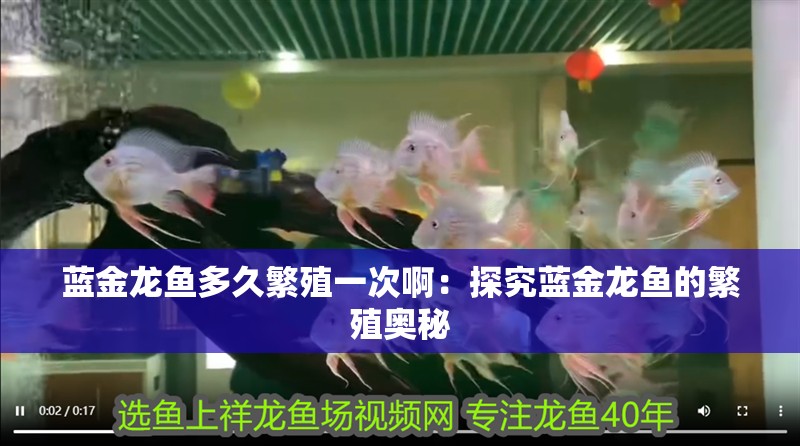 藍(lán)金龍魚多久繁殖一次啊：探究藍(lán)金龍魚的繁殖奧秘