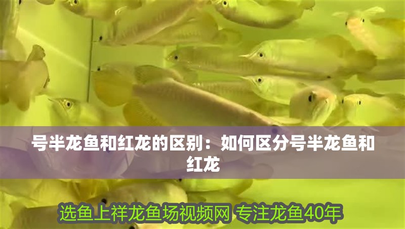 號半龍魚和紅龍的區別：如何區分號半龍魚和紅龍
