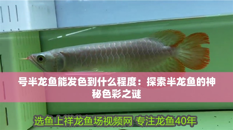 號半龍魚能發色到什么程度：探索半龍魚的神秘色彩之謎