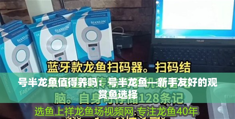 號半龍魚值得養嗎：號半龍魚—新手友好的觀賞魚選擇