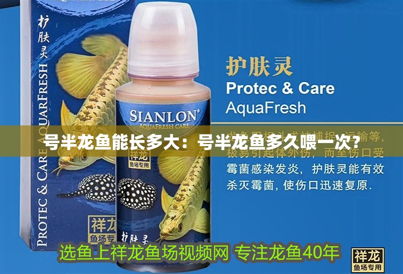 號半龍魚能長多大：號半龍魚多久喂一次？