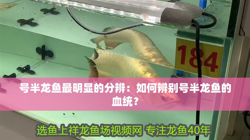 號半龍魚最明顯的分辨：如何辨別號半龍魚的血統？