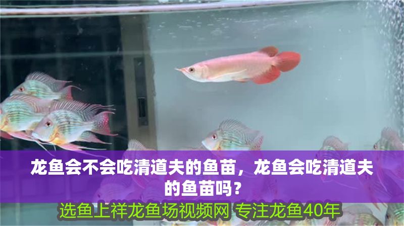 龍魚會不會吃清道夫的魚苗，龍魚會吃清道夫的魚苗嗎？ 龍魚會不會吃清道夫的魚苗，龍魚會吃清道夫的魚苗嗎？ 龍魚百科 第2張