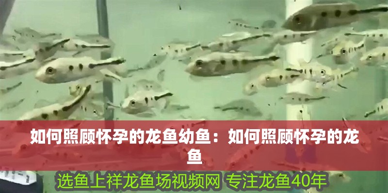 如何照顧懷孕的龍魚幼魚：如何照顧懷孕的龍魚