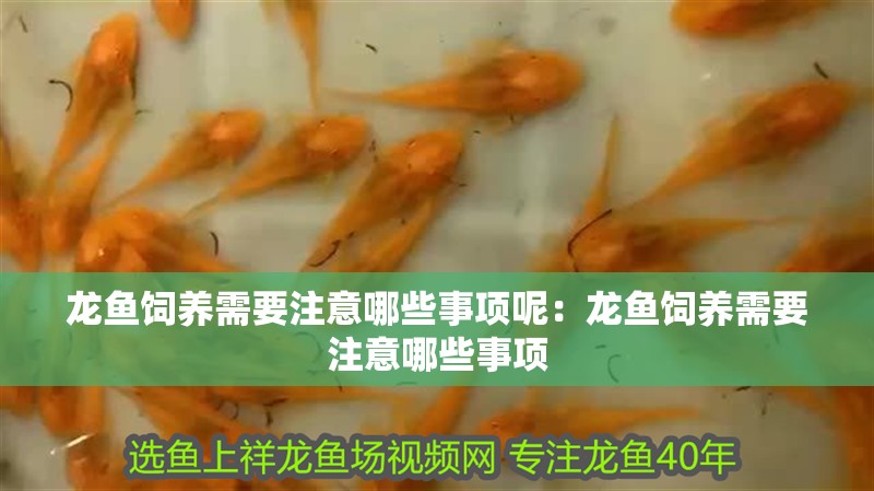 龍魚飼養(yǎng)需要注意哪些事項(xiàng)呢：龍魚飼養(yǎng)需要注意哪些事項(xiàng)