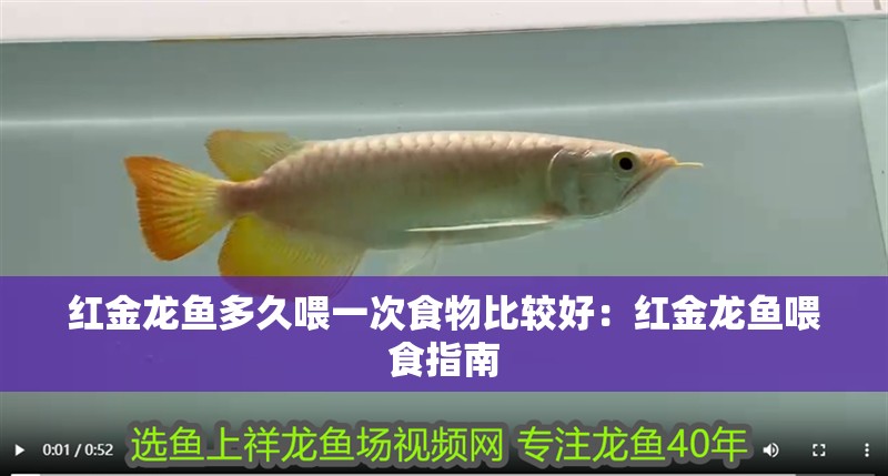 紅金龍魚多久喂一次食物比較好：紅金龍魚喂食指南