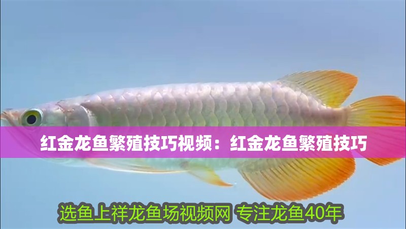 紅金龍魚繁殖技巧視頻：紅金龍魚繁殖技巧