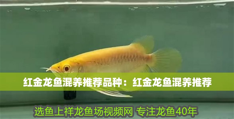 紅金龍魚混養推薦品種：紅金龍魚混養推薦