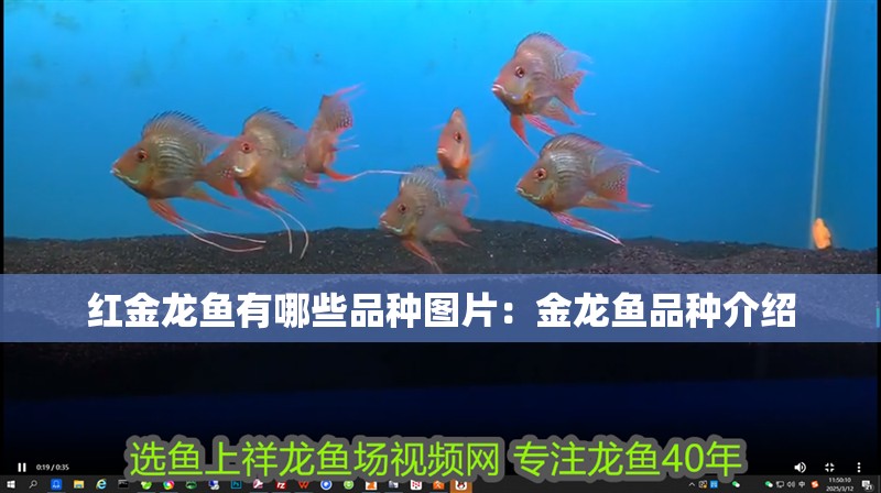 紅金龍魚有哪些品種圖片：金龍魚品種介紹