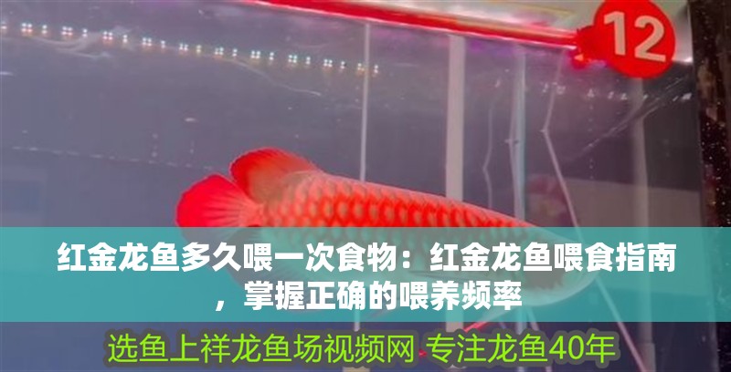 紅金龍魚多久喂一次食物：紅金龍魚喂食指南，掌握正確的喂養頻率