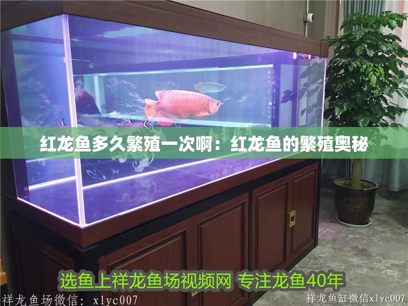 紅龍魚多久繁殖一次啊：紅龍魚的繁殖奧秘