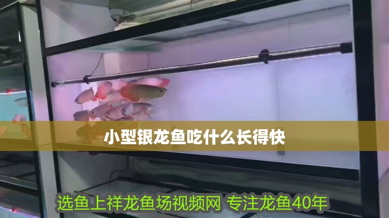 小型銀龍魚吃什么長得快