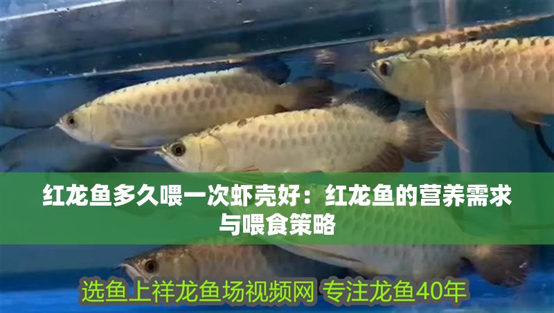 紅龍魚多久喂一次蝦殼好：紅龍魚的營養(yǎng)需求與喂食策略