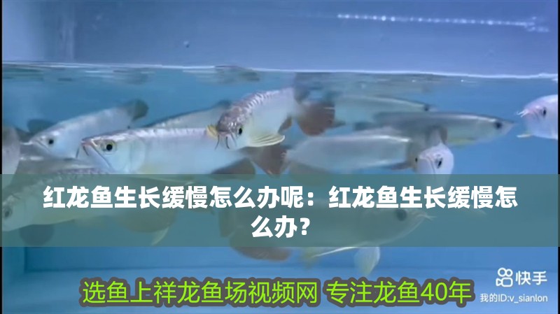 紅龍魚生長緩慢怎么辦呢：紅龍魚生長緩慢怎么辦？