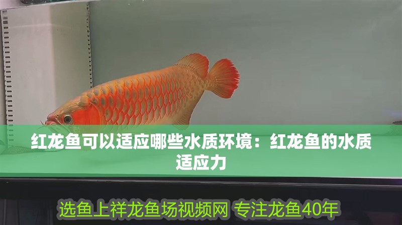 紅龍魚(yú)可以適應(yīng)哪些水質(zhì)環(huán)境：紅龍魚(yú)的水質(zhì)適應(yīng)力