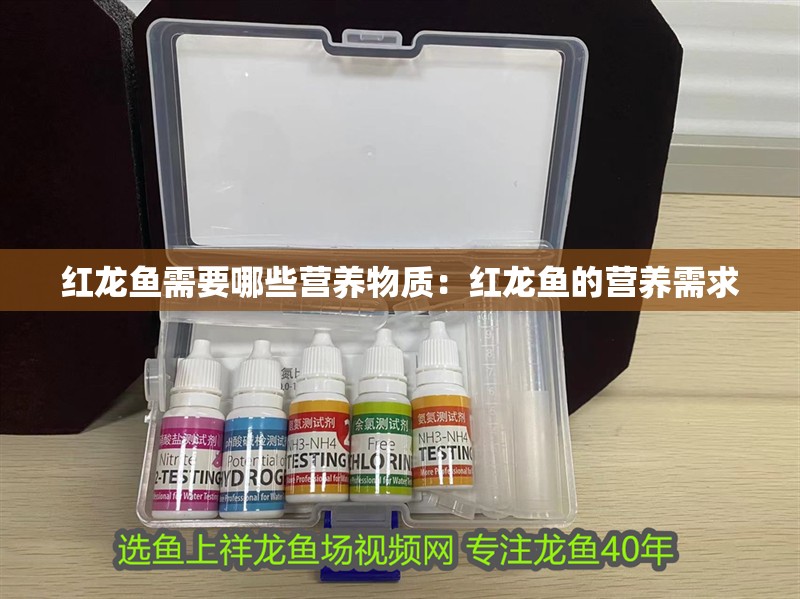 紅龍魚需要哪些營養物質：紅龍魚的營養需求