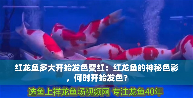 紅龍魚多大開始發(fā)色變紅：紅龍魚的神秘色彩，何時開始發(fā)色？