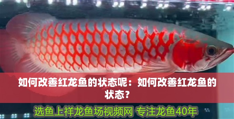 如何改善紅龍魚的狀態呢：如何改善紅龍魚的狀態？