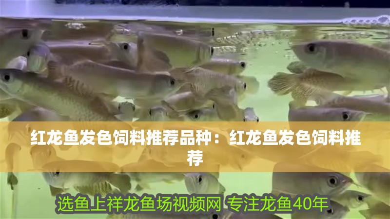 紅龍魚發(fā)色飼料推薦品種：紅龍魚發(fā)色飼料推薦