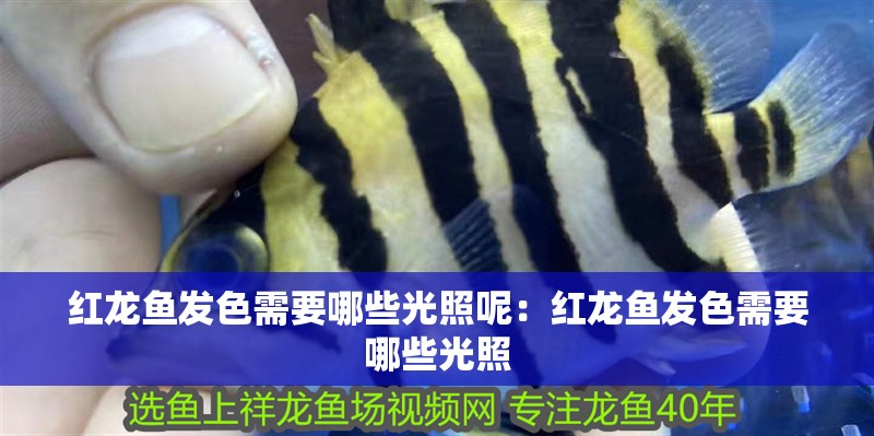 紅龍魚發(fā)色需要哪些光照呢：紅龍魚發(fā)色需要哪些光照