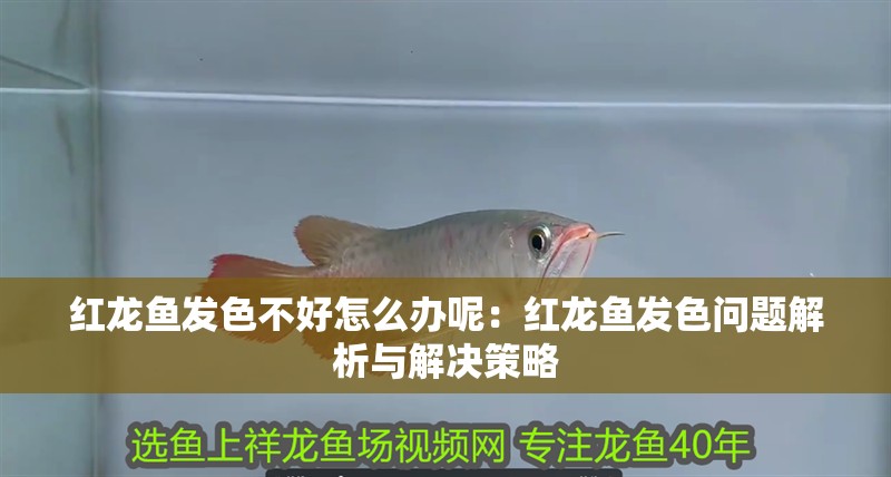 紅龍魚發色不好怎么辦呢：紅龍魚發色問題解析與解決策略