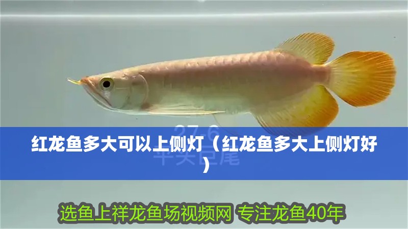 紅龍魚多大可以上側燈（紅龍魚多大上側燈好） 紅龍魚多大可以上側燈（紅龍魚多大上側燈好） 龍魚百科