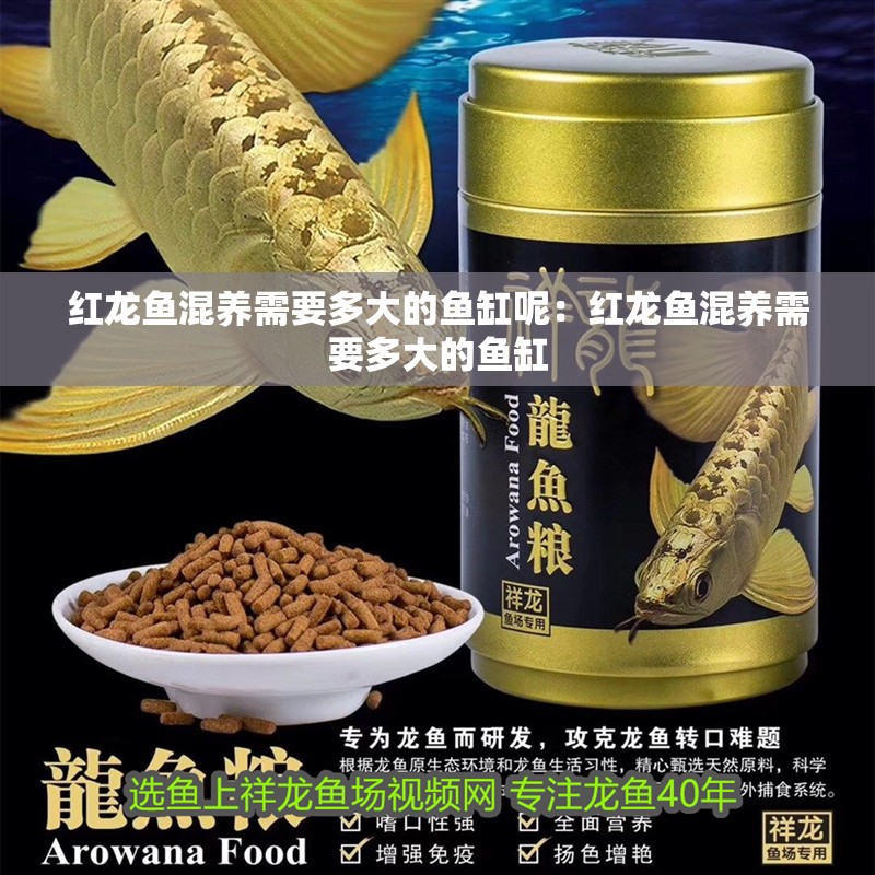 紅龍魚混養需要多大的魚缸呢：紅龍魚混養需要多大的魚缸