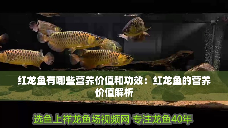 紅龍魚有哪些營養(yǎng)價值和功效：紅龍魚的營養(yǎng)價值解析