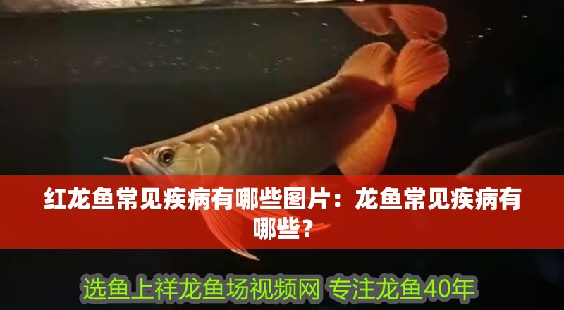 紅龍魚(yú)常見(jiàn)疾病有哪些圖片：龍魚(yú)常見(jiàn)疾病有哪些？